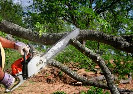 Reliable Northport, NY Tree Services Solutions