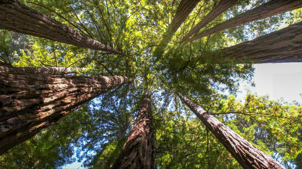 How Our Tree Care Process Works  in  Northport, NY